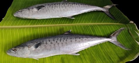 Seafood In Nagapattinam Latest Price And Mandi Rates From Dealers In