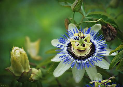 Hardy Blue Passion Flower Photograph By Marilyn Deblock Fine Art America