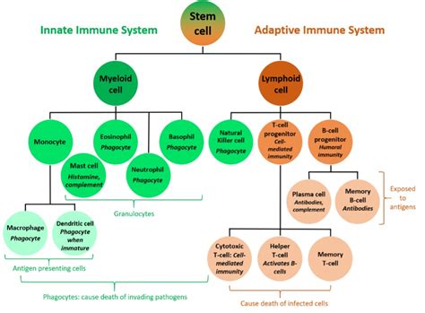 In The Balance An Introduction To The Immune System