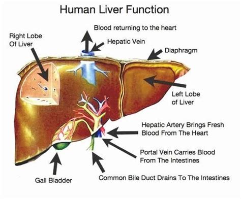 Andrea heinzlmann veterinary university department of anatomy functions: Liver Diagram And Function - The amazing human body ...