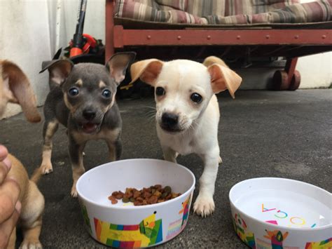We are a small in home breeder of adorable chihuahuas, we breed both smooth and long coat in a variety of colors to include blue, merle. Chihuahua Puppies For Sale | Allentown, PA #306737