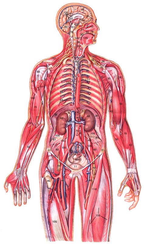 Анатомия человека строение человека фото с описанием PhotoDnya ru