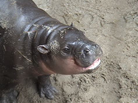 Pygmy Hippo Baby Chemnitz Zoo Zoochat