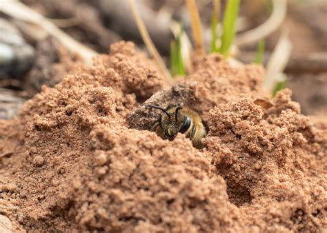 Ground Nesting Bee