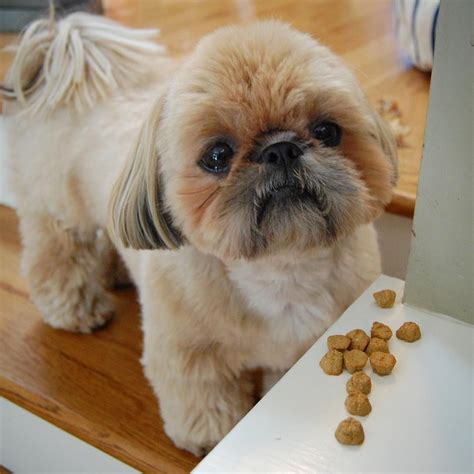 Crossbreeding shih tzus is an excellent way of producing offspring with two distinct characteristics from their parent breeds. is this a shih Tzu and pug mix sooooooooooo cute | yorkies ...