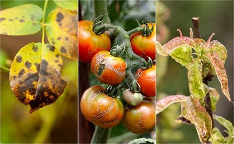 7 Common Plant Diseases To Watch Out For And How To Fix Them