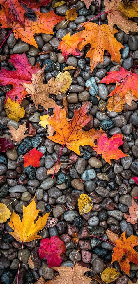 Top Autumn Leaves Iphone Wallpaper Hd Thejungledrummer Com