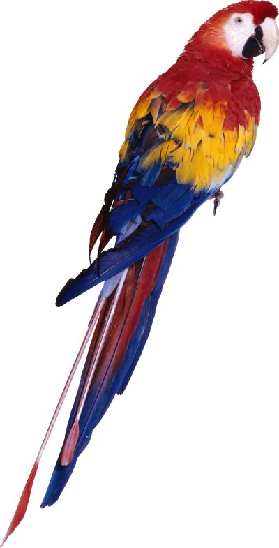 Parrot Png Vector Images With Transparent Background Transparentpng
