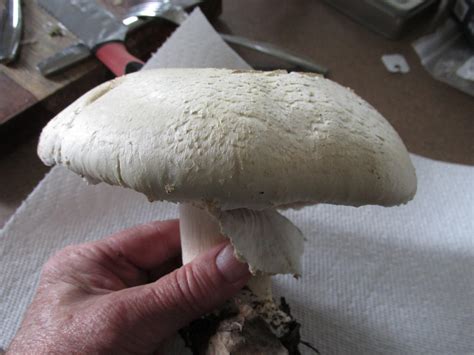 Agaricus Hondensis Pink Gills Little To No Odor Central Bc Canada