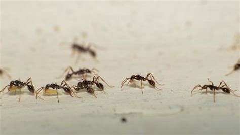 Amazing Ants Frontline