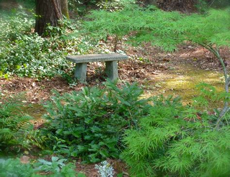 A favorite in woodland gardens, this enchanting ground cover bears clusters of tiny white flowers in spring. How to Combine Plants - Deb's Garden - Deb's Garden Blog