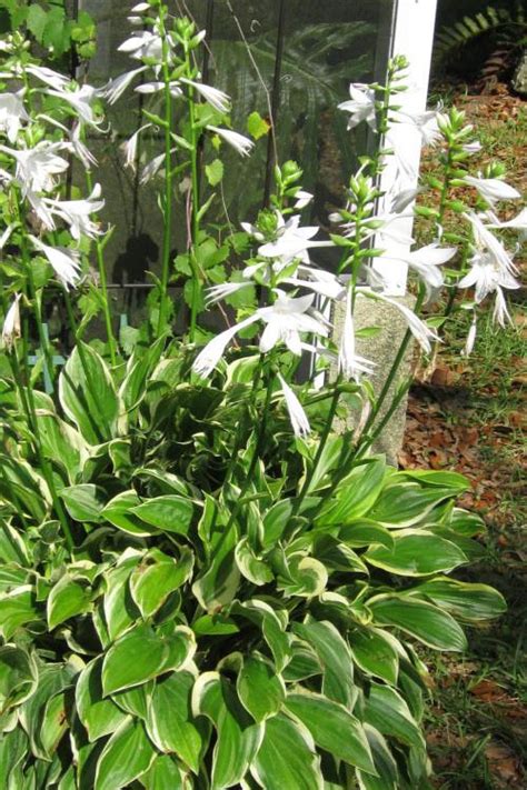 Buy Sunhosta Hosta Lily Free Shipping 1 Gallon Size Plants For Sale