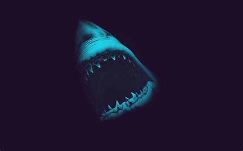 Shark Teeth Hd Wallpaper Pxfuel