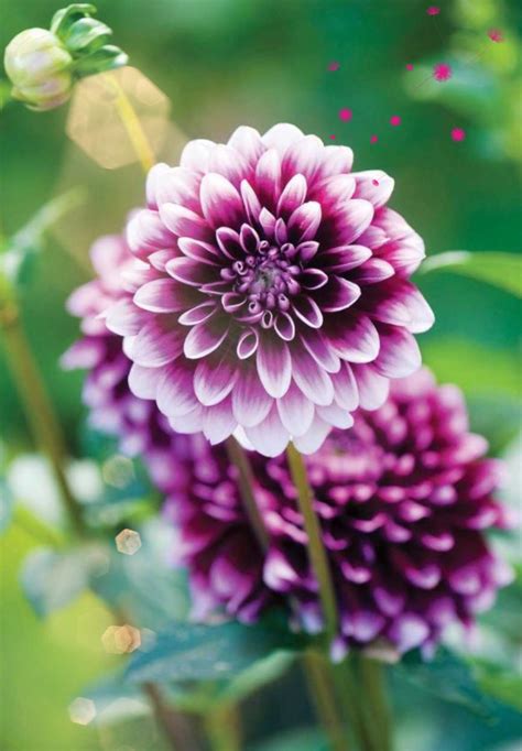 Amoled Dahlia Wallpapers Download Mobcup