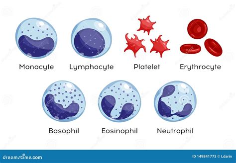 Vector Set Of Monocyte Lymphocyte Eosinophil Neutrophil Basophil