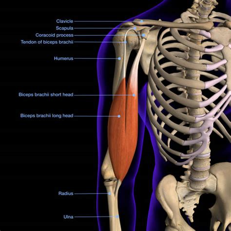 Arm Muscle Diagram Arm Definition Bones Muscles Facts Britannica It