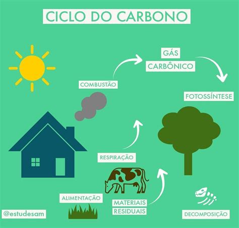 Mapa Mental Do Ciclo Do Carbono Modisedu