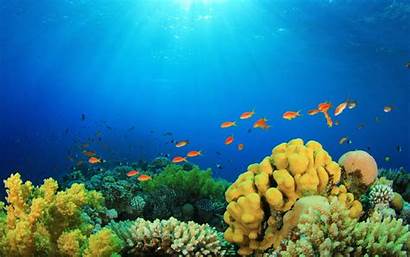 Coral Reef Desktop Underwater Backgrounds Wallpapers Fish