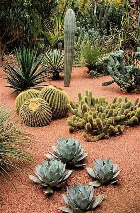Stunning Desert Garden Ideas For Home Yard 26 Cactus Garden