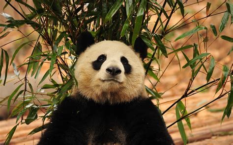 Panda Near Green Bamboo Plant Hd Wallpaper Wallpaper Flare
