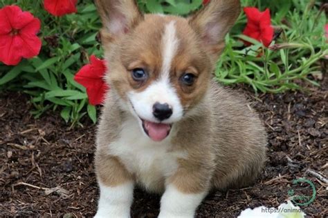 Puppies for sale on oodle marketplace orpembroke welsh or adoption rescue. Adorable corgi pups for sale, Pembroke Welsh Corgi puppy in Denver, Colorado