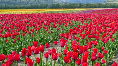 Choose from a curated selection of flower wallpapers for your mobile and desktop screens. Flowers Hd Wallpapers Hd Images Download 7530 ...
