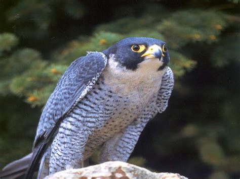 Spreebird Wildlife Shaheen Shaheen Falcon Military State Bird Of The
