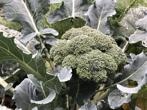 Harvested My First Head Of Broccoli Today I Never Knew Raw Broccoli