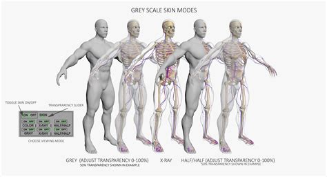 Full Female And Male Body Anatomy 3DSmax 3D Model CGTrader
