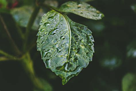 รูปภาพ ธรรมชาติ น้ำฝน ใบไม้ สีเขียว การถ่ายภาพมาโคร หล่น โรคพืช