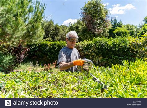 Senior Man Clipping Hedge Hi Res Stock Photography And Images Alamy
