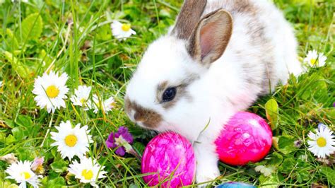 Descarga y usa 1.000+ vídeos de archivo de conejo de pascua gratis. Leyenda del conejo de Pascua • Teorema Ambiental