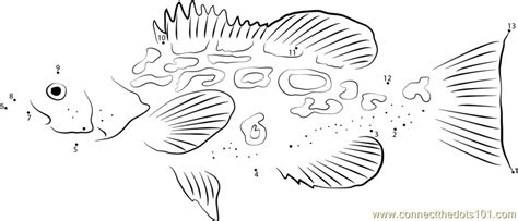 Download grouper fish stock vectors. Mycteroperca Bonaci dot to dot printable worksheet - Connect The Dots