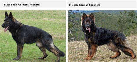 What Is A Black Sable German Shepherd