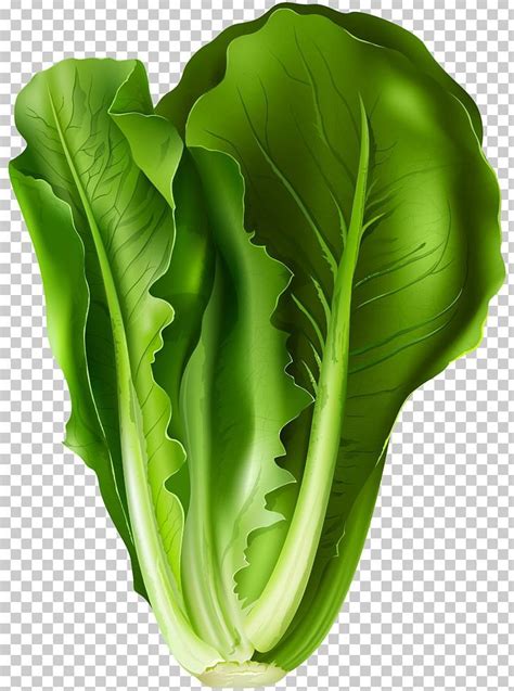 Romaine Lettuce Lettuce Sandwich Vegetable Png Free Download