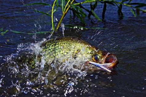 The Absolute Best Month To Catch Crappie Go Fishing Outdoors