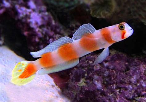 Orange Banded Prawn Goby Sea Dwelling Creatures