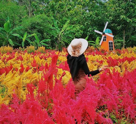 Update informasi per 17 mei 2020. Lokasi dan Tiket Masuk Taman Bunga Asri: Wisata Baru di ...