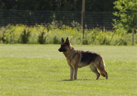 Free Images Standing Pet German Shepherd Vertebrate Dog Breed