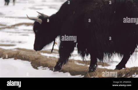 Himalayan Yak Bell Stock Videos And Footage Hd And 4k Video Clips Alamy