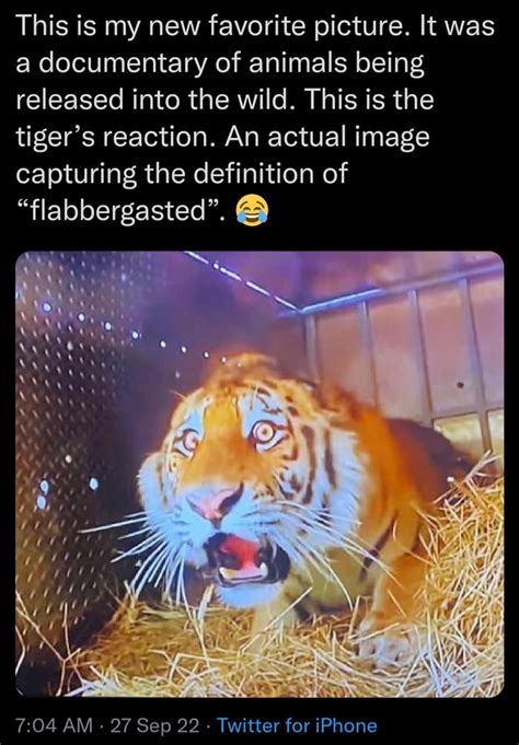 Tiger Seeing Jungle For The First Time 9gag