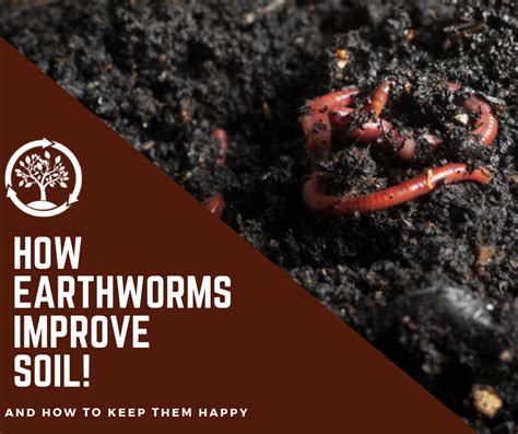 How Earthworms Improve Soil 3 Ways Earthworms Improve Your Soil