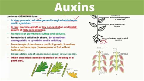 Auxins Plant Hormones Youtube