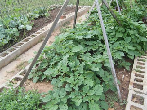 I don't use only the plants listed in each family in. Windy Acres Diary: Ground Cherries