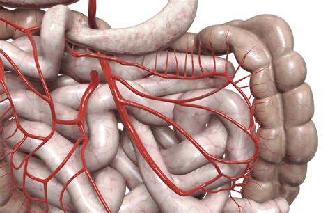 Superior Mesenteric Artery Anatomy Function And Significance