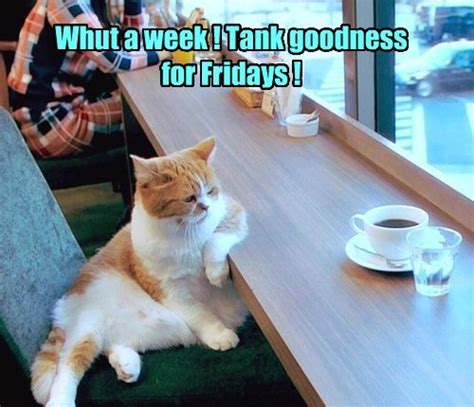 Maybe you would like to learn more about one of these? 10 Friday Memes To Make Your Day More Pawsome | Viral Cats ...