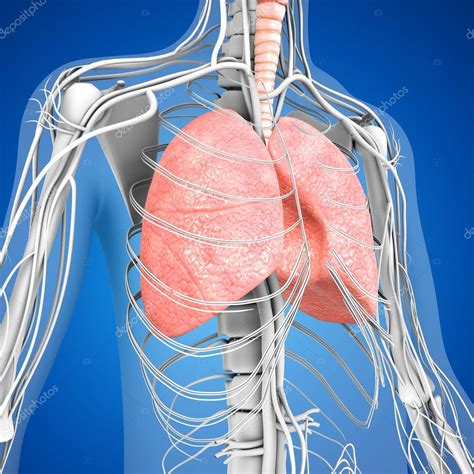 Human Lungs Anatomy Stock Photo By ©sciencepics 75127927