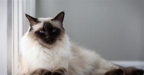 Balinese Cats Everything You Need To Know