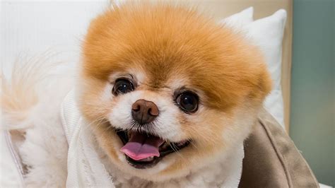 Fans Mourn The Death Of Boo Pomeranian Known As Worlds Cutest Dog