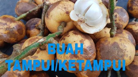 Unboxing Buah Tampui Atau Ketampui Ditengah Kebun Durian Youtube